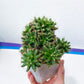 Giant Mammillaria Longimamma | Bobbie Cactus | Breast Cactus | In 5Inch Pots
