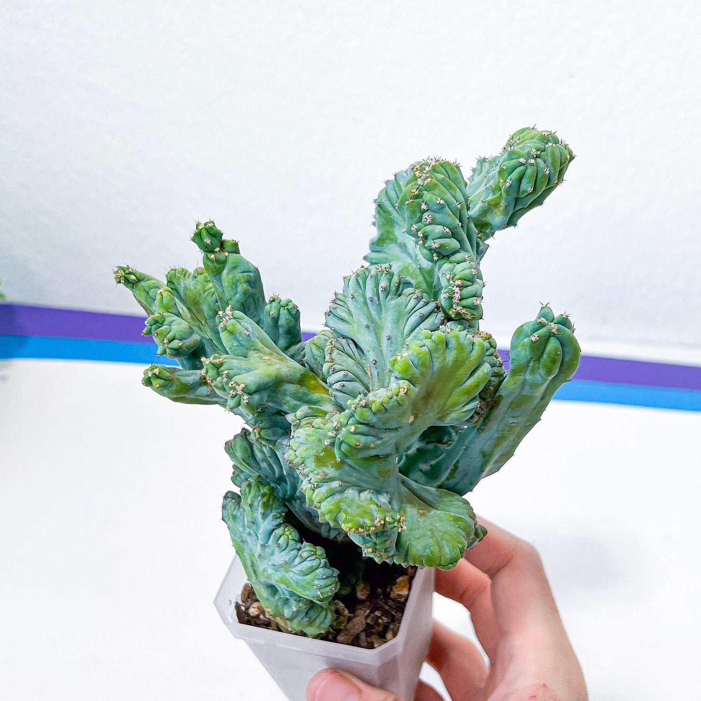 Myrtillocactus Geometrizans Crested var. Fred | Crested Blue Myrtle Cactus | Very Rare Import