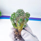 Mammillaria Vetula Ssp. Gracilis (#V101) | Cactus Plant Live | Rare Cactus