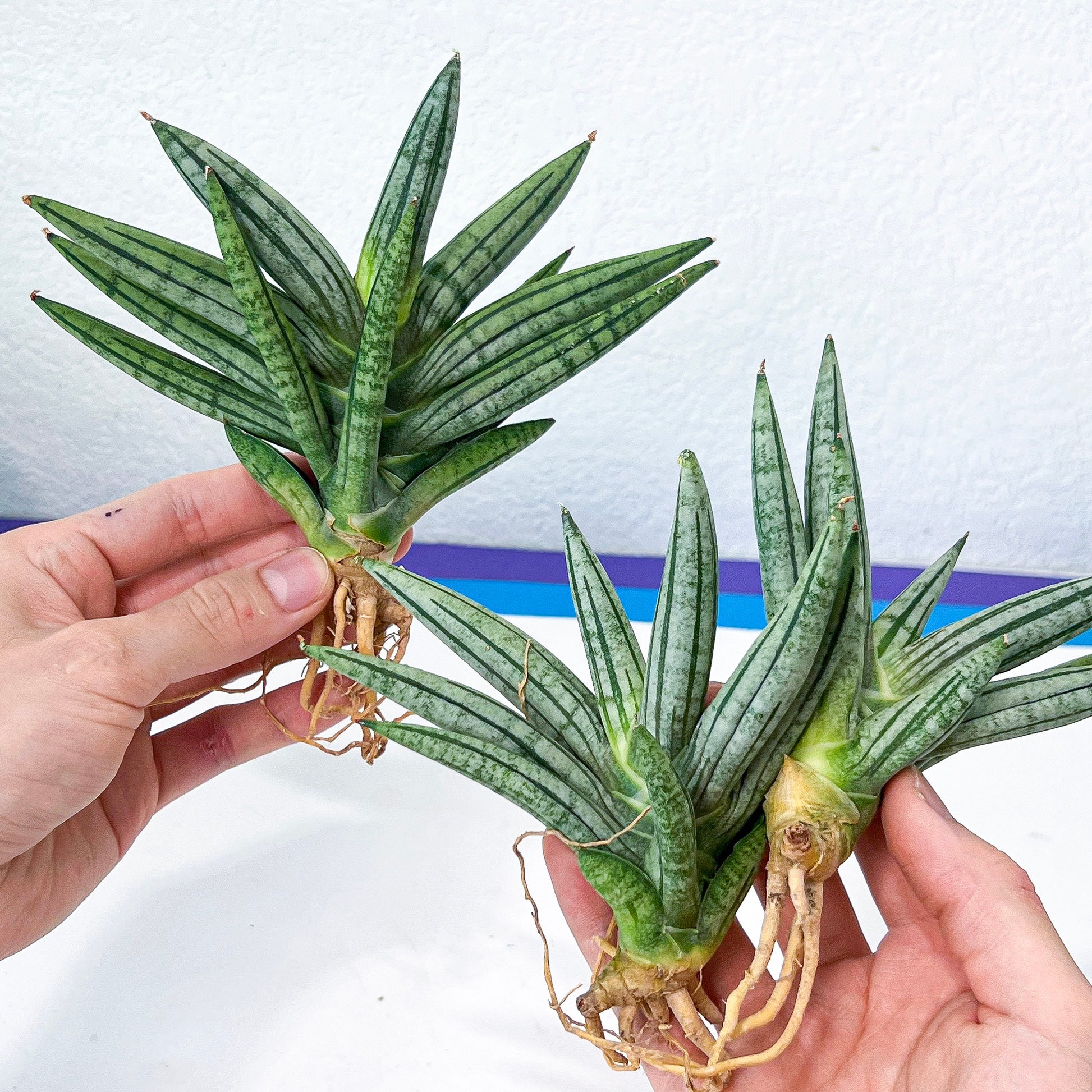 Sansevieria African Zybra (#AC9) | Rare Imported House Plants | In 2Inch Planter