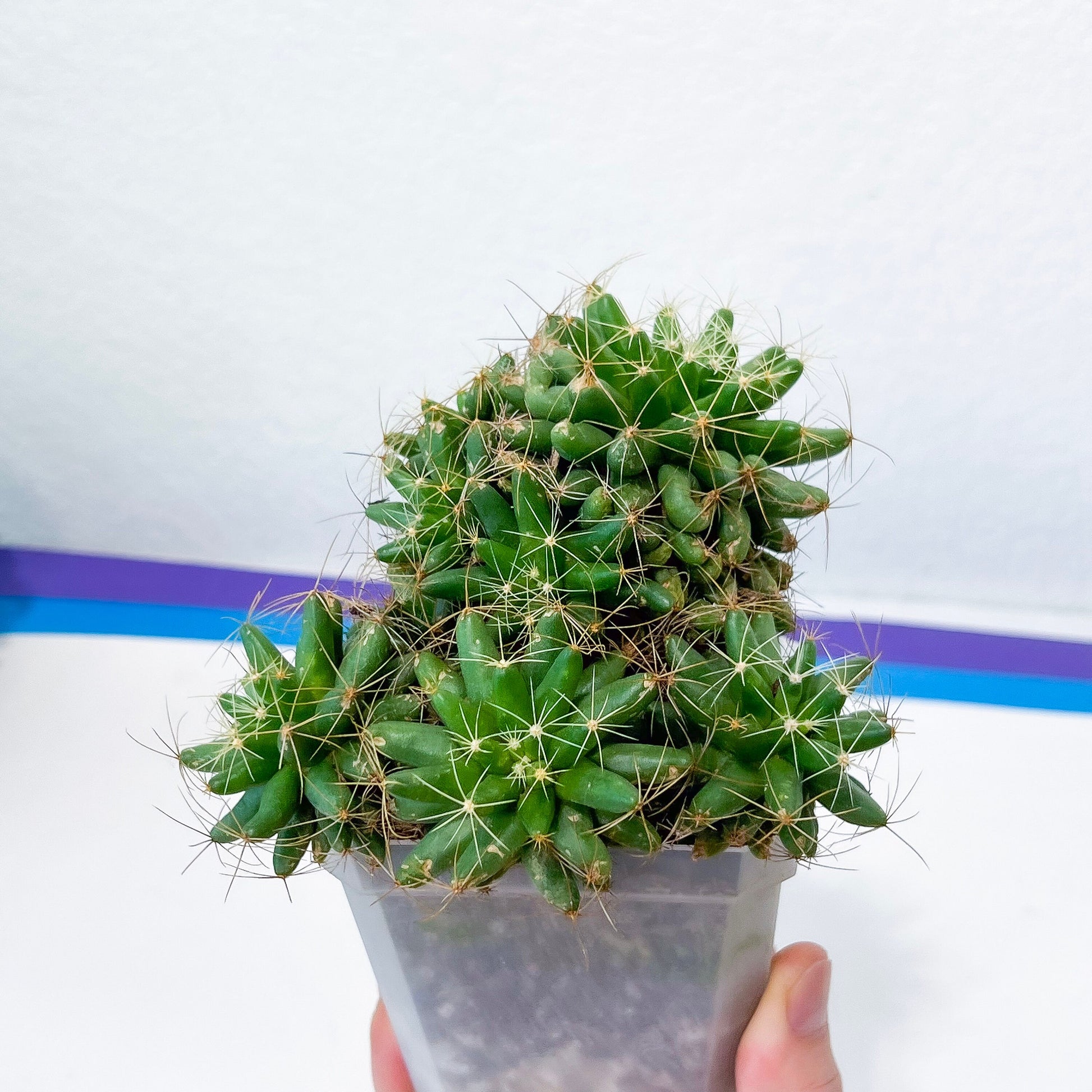 Giant Mammillaria Longimamma | Bobbie Cactus | Breast Cactus | In 5Inch Pots