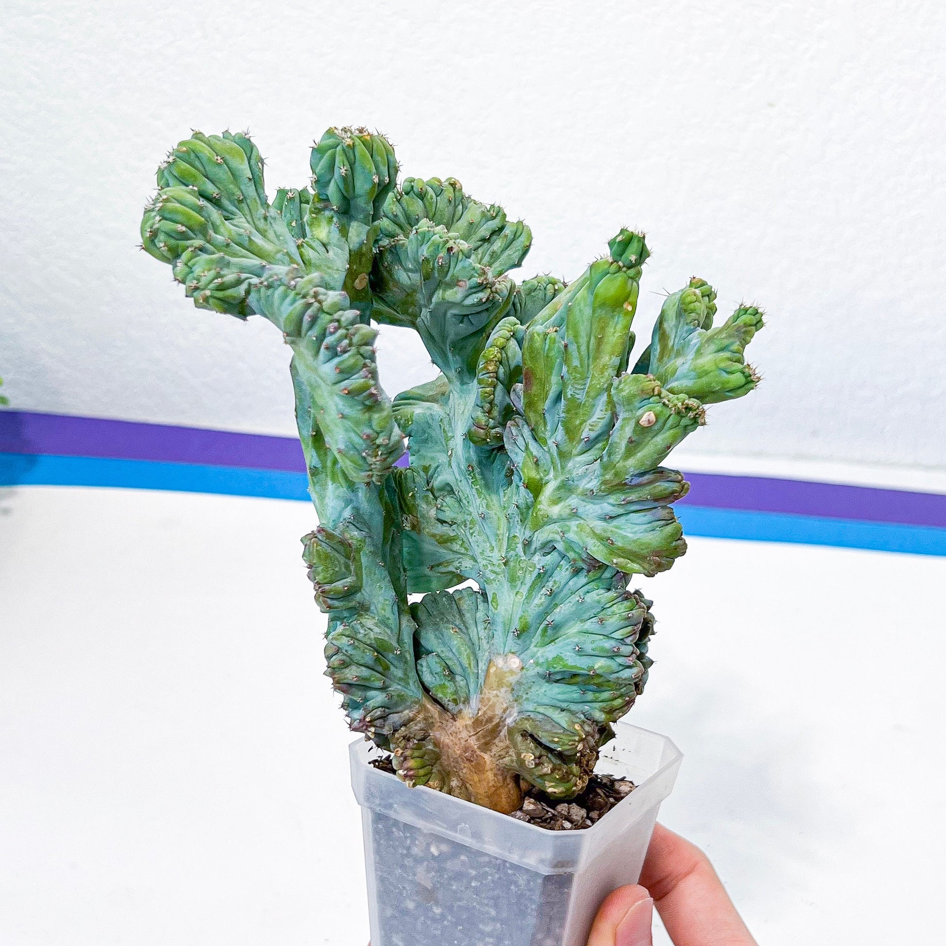 Myrtillocactus Geometrizans Crested var. Fred | Crested Blue Myrtle Cactus | Very Rare Import