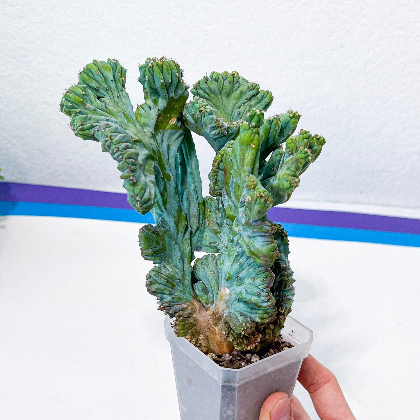 Myrtillocactus Geometrizans Crested var. Fred | Crested Blue Myrtle Cactus | Very Rare Import