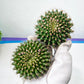Gymnocalycium Anisitii Var. Cristata Round (#V1) | Rare Import | Easy Care Cactus