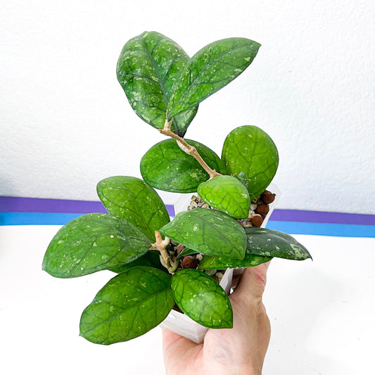 Hoya Larisa (#L11) | Rare Imported Hoyas | Fast growing Indoor Plants | 3 Inch Pots/Leca Included