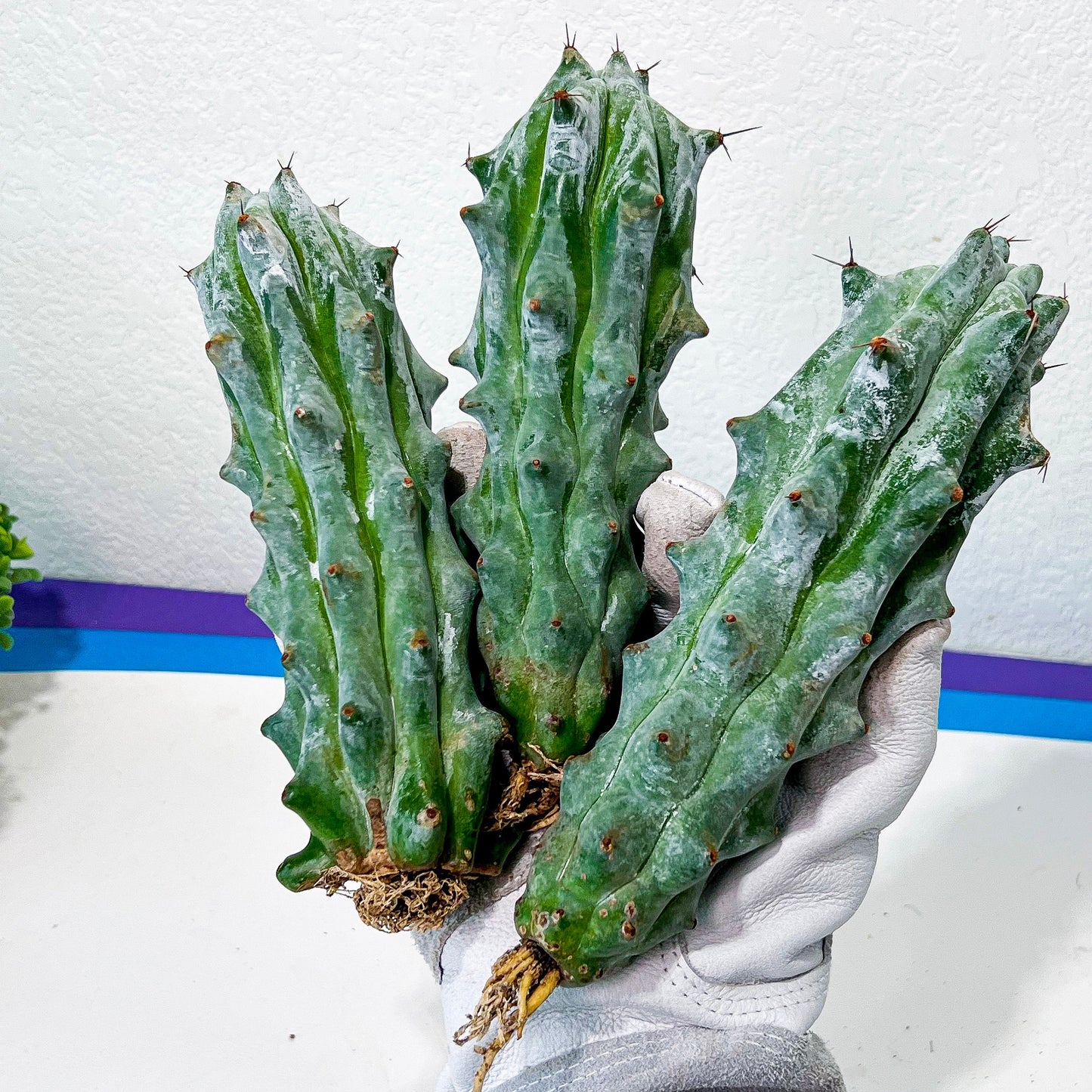 Stenocereus Beneckei (#M31) | White Cactus | Rare Imported Plants | Ghost Cactus