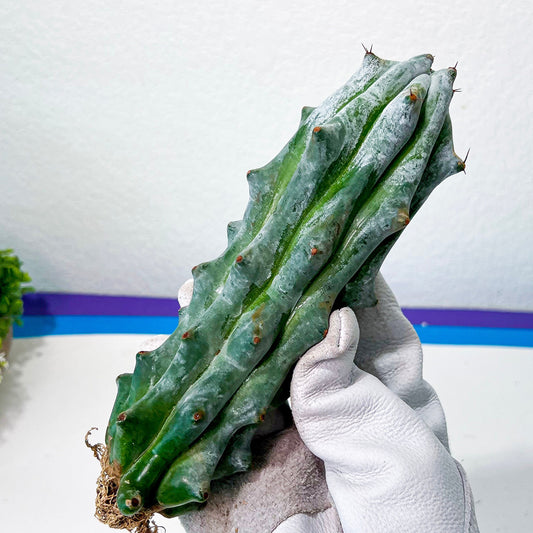 Stenocereus Beneckei (#M31) | White Cactus | Rare Imported Plants | Ghost Cactus