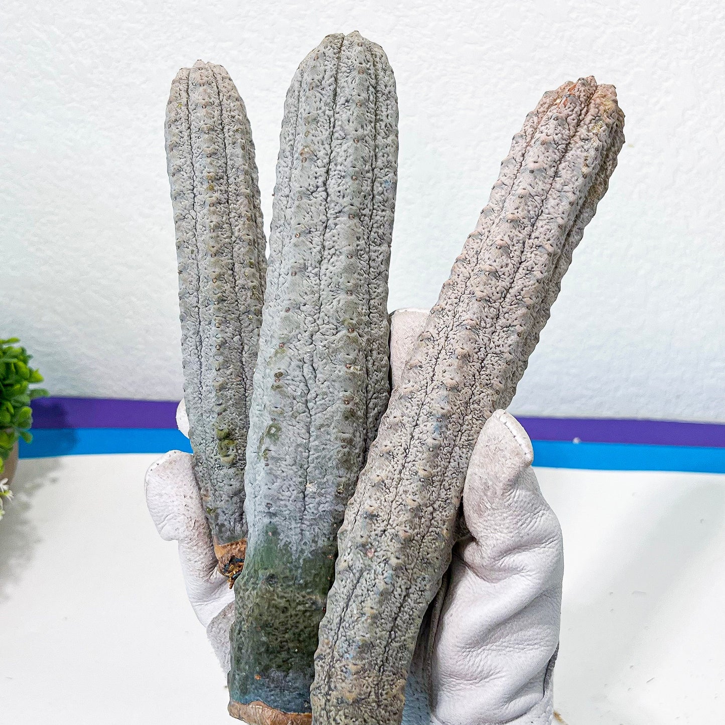 Rare Abdelkuri (#M33) | White Eurphorbia | Ghost Cactus | White Variegated Plants | 10Inch+