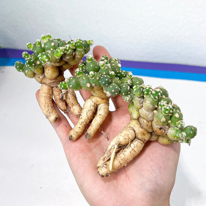 Tephrocactus Rossianus | Imported Cactus