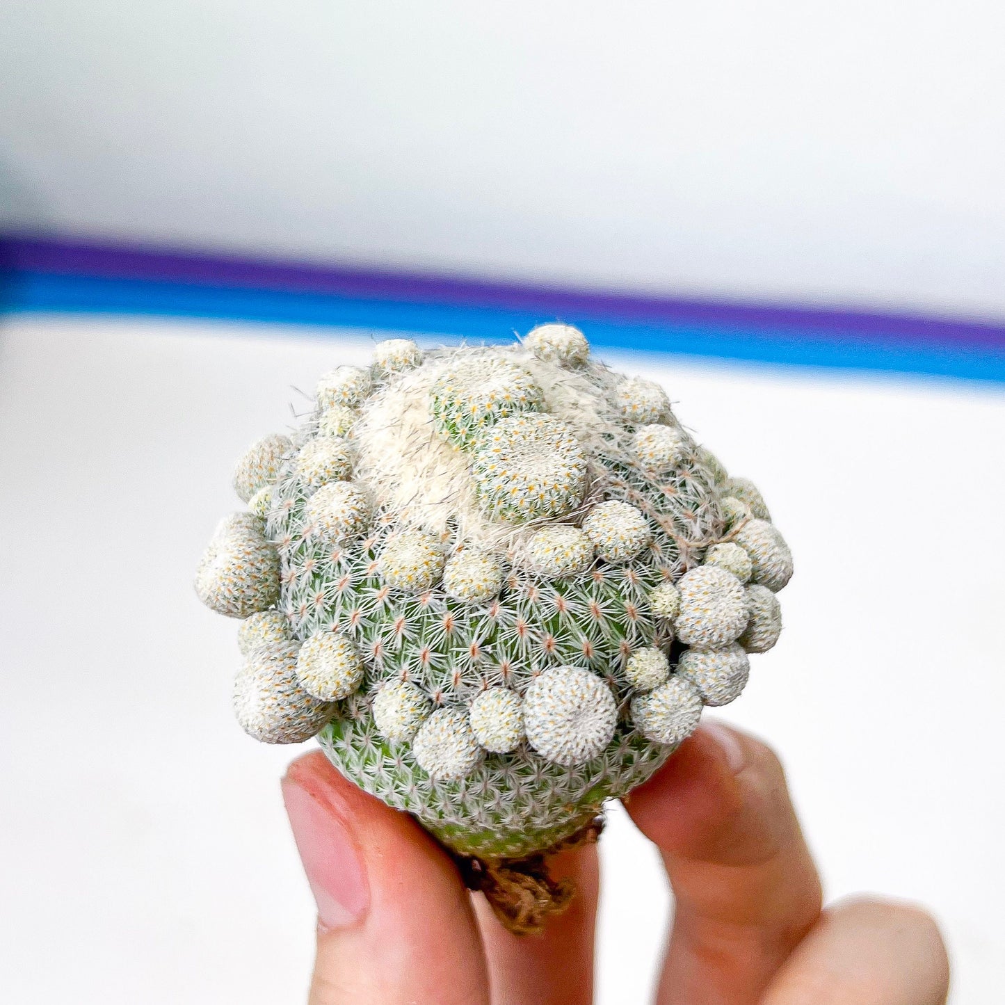 Epithelantha Micromeris (#M64) | Cotton Cactus | Ball Cactus