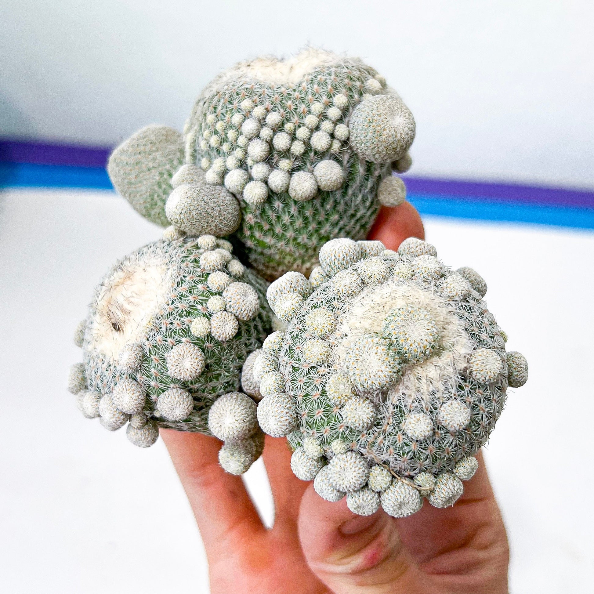 Epithelantha Micromeris (#M64) | Cotton Cactus | Ball Cactus