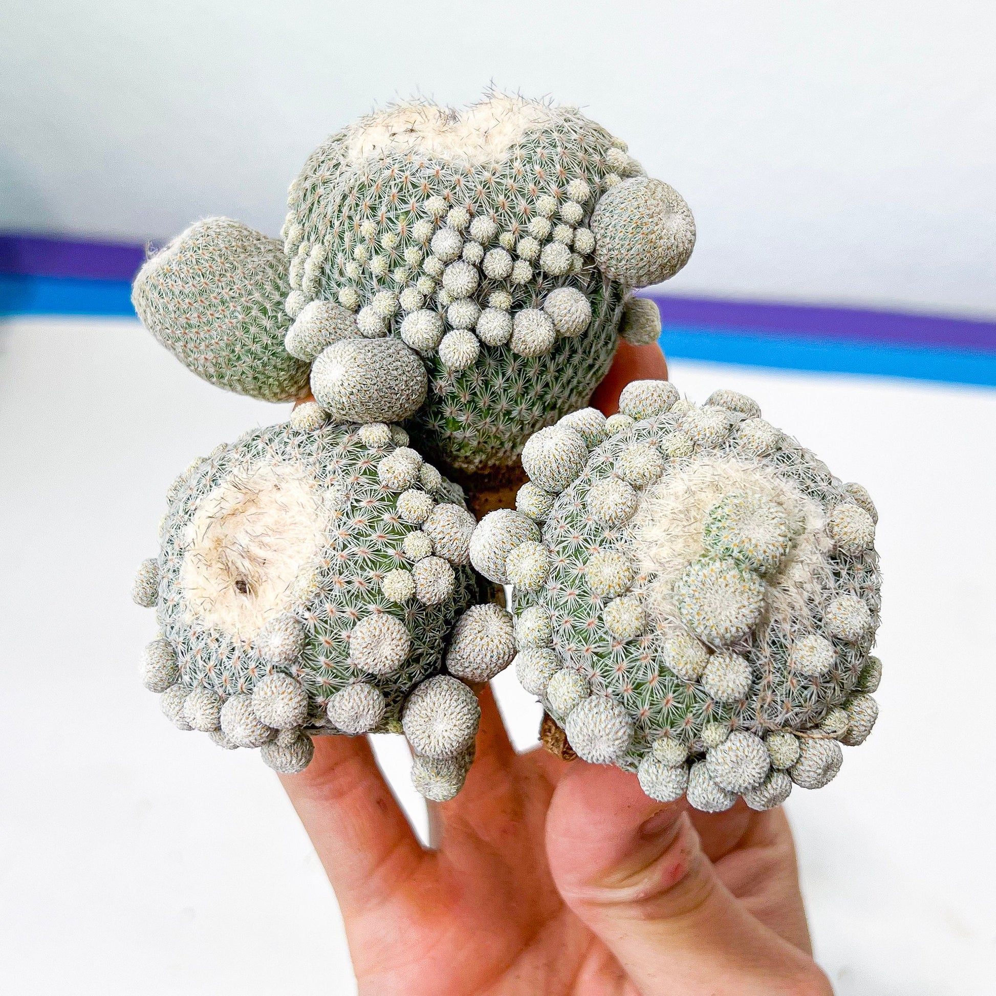 Epithelantha Micromeris (#M64) | Cotton Cactus | Ball Cactus