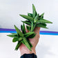 Sansevieria Penguin (#AC5) | Imported Hybrids | 2" Pots