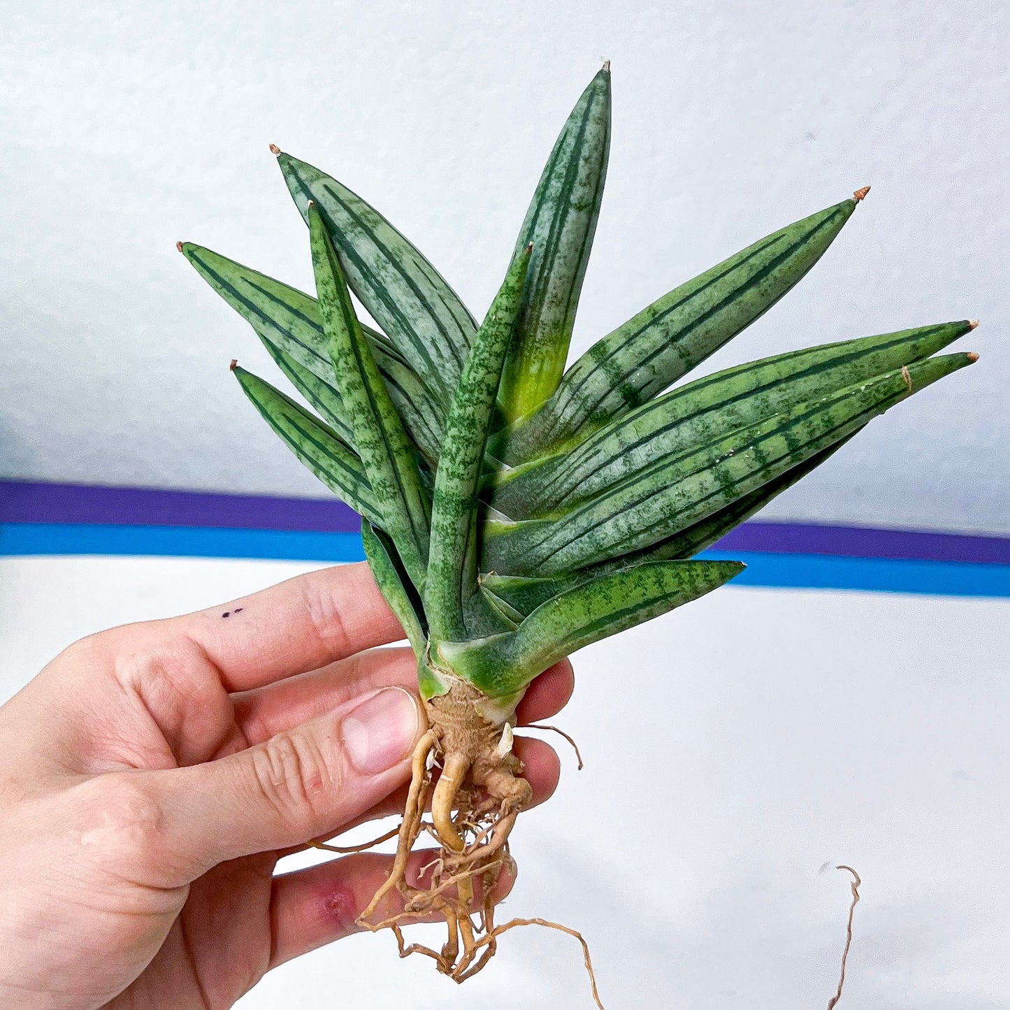 Sansevieria African Zybra (#AC9) | Rare Imported House Plants | In 2Inch Planter