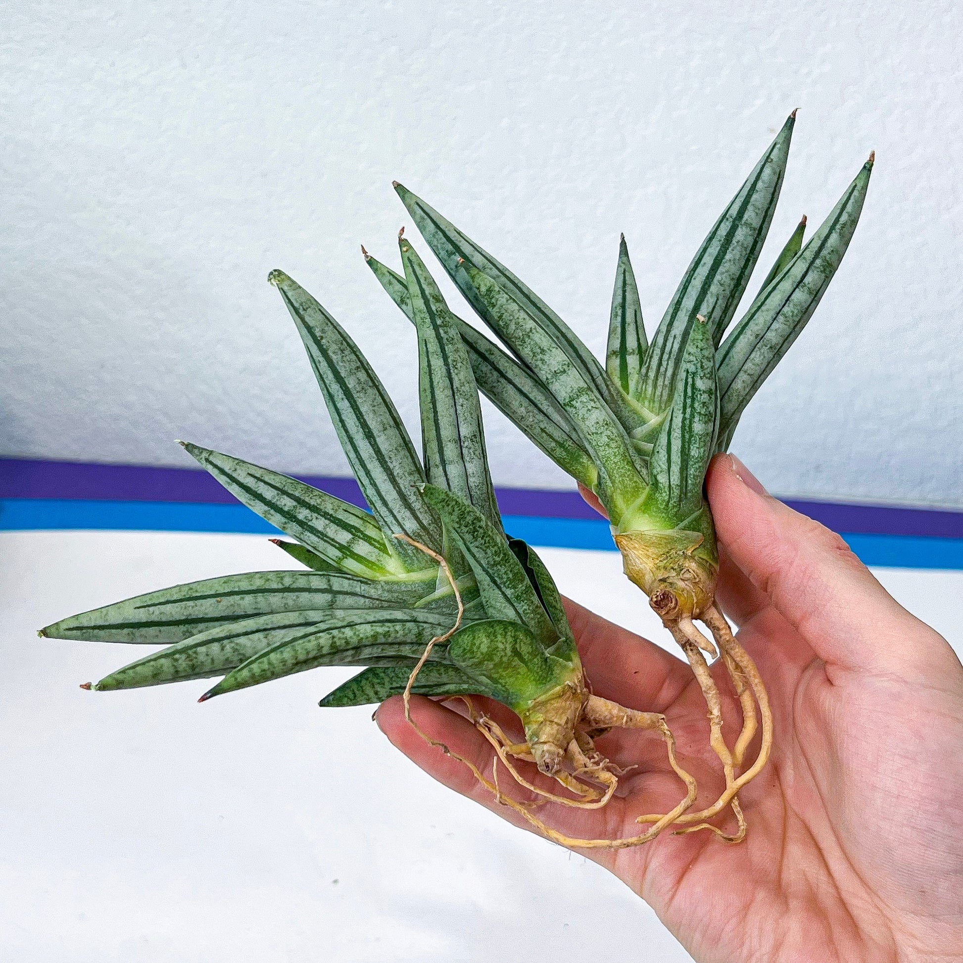 Sansevieria African Zybra (#AC9) | Rare Imported House Plants | In 2Inch Planter