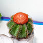 Cereus Geometrizans Matanzanus (#V5) | Turks Cap Cactus | Melon Cactus