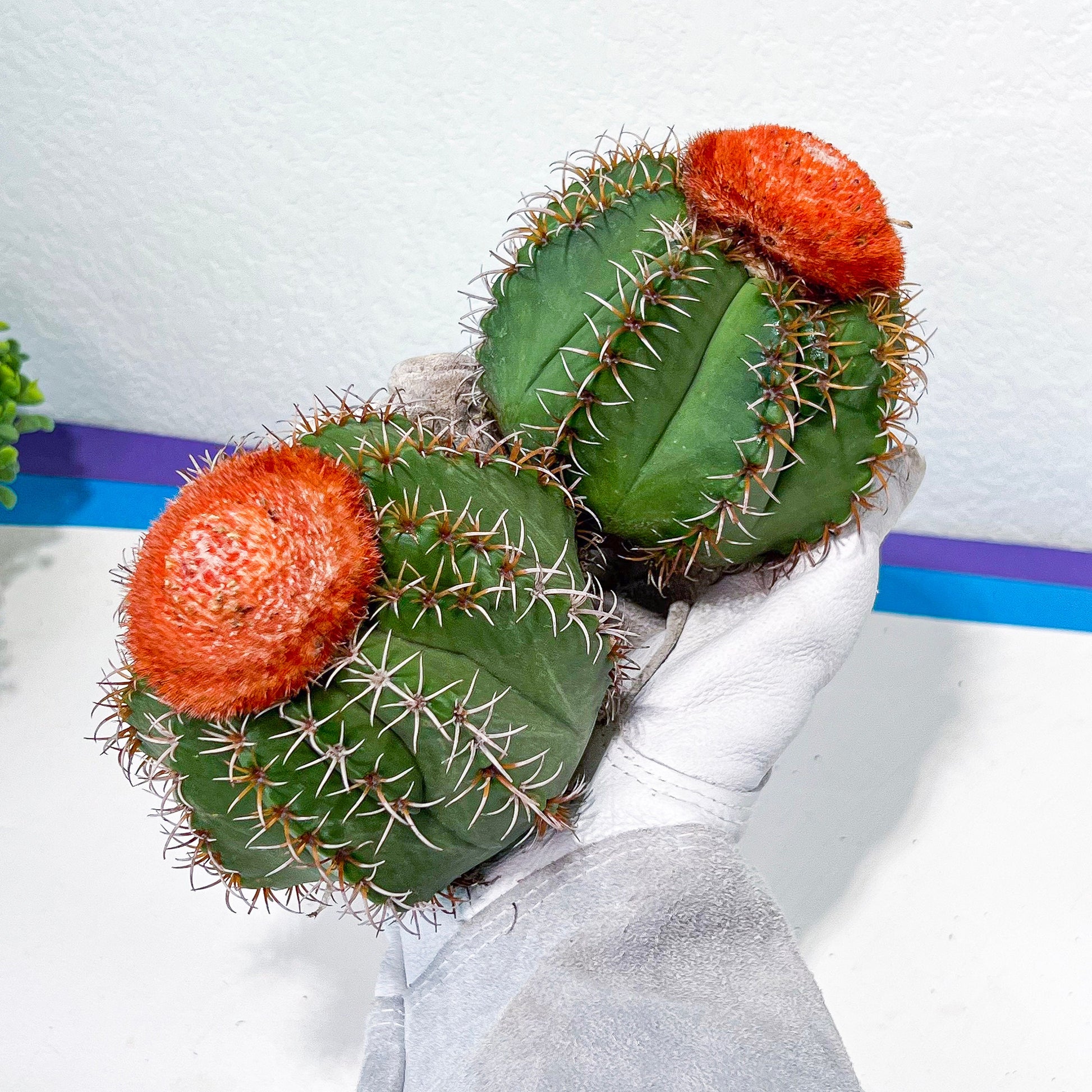 Cereus Geometrizans Matanzanus (P-G) | Turks Cap Cactus | Melon Cactus
