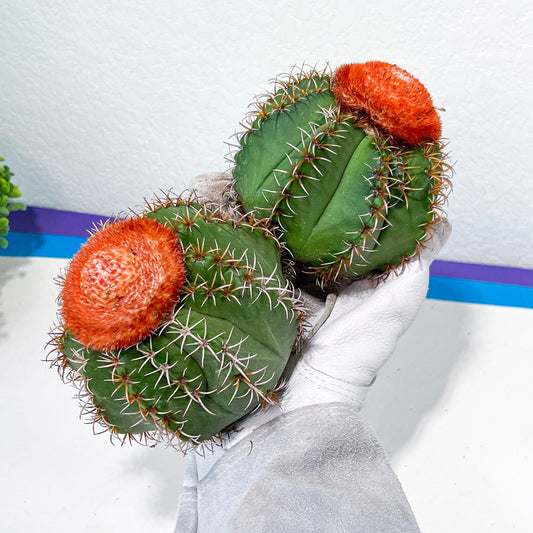 Cereus Geometrizans Matanzanus | Turks Cap Cactus | Melon Cactus