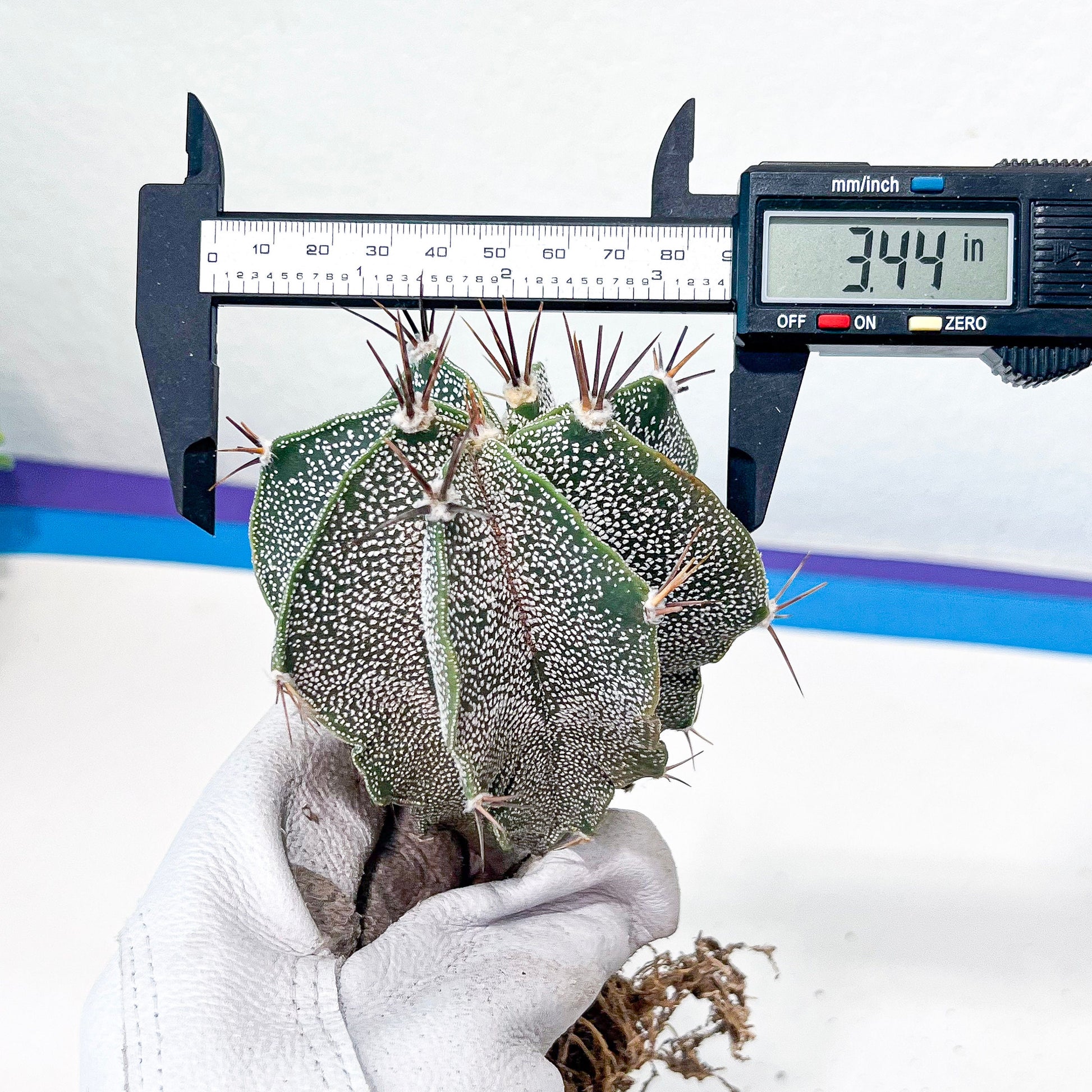 Large Ornatum Cactus(#V9) | Low Maintenance Plant | Desert Plants | Very Rare Import