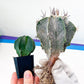 Large Ornatum Cactus(#V9) | Low Maintenance Plant | Desert Plants | Very Rare Import