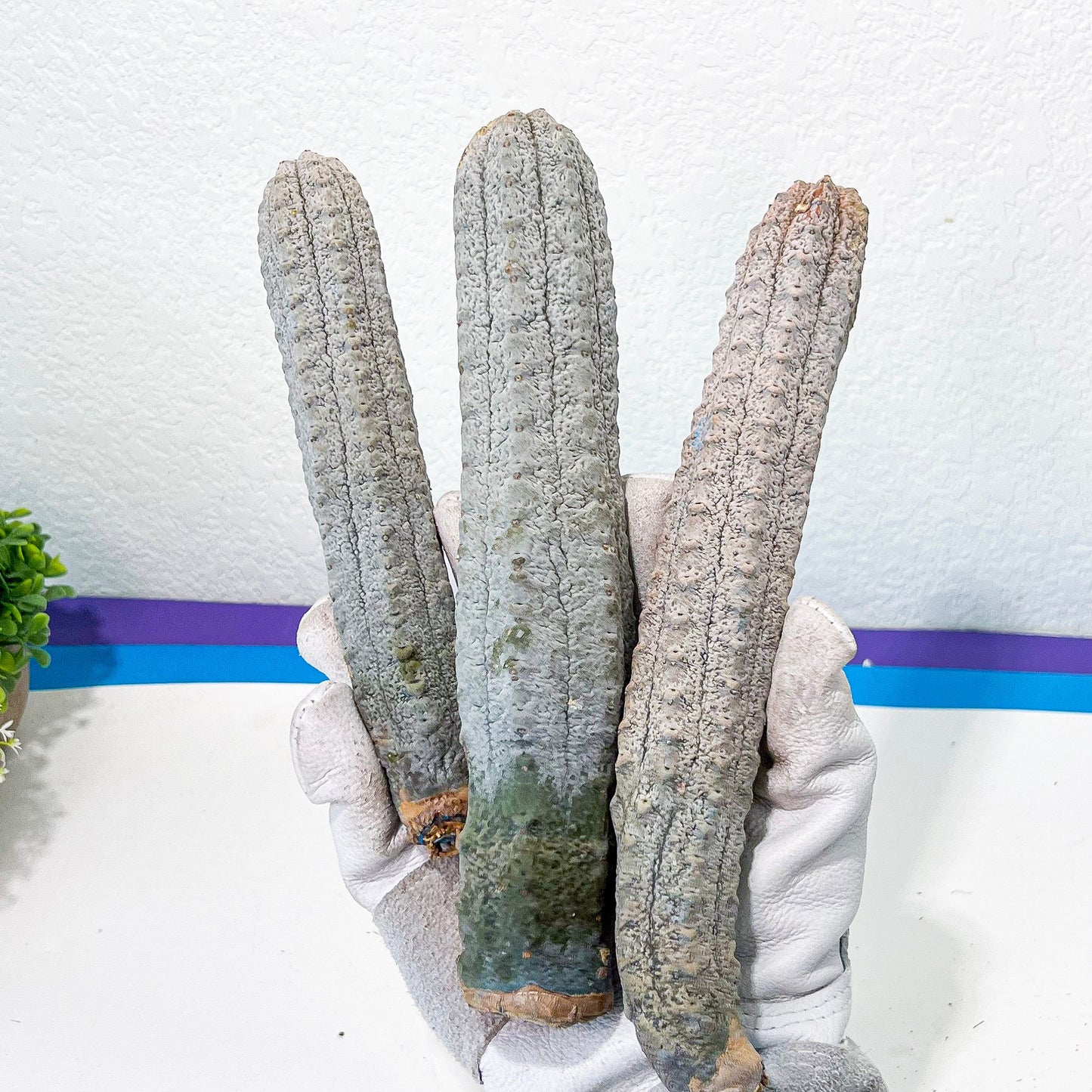 Rare Abdelkuri (#M33) | White Eurphorbia | Ghost Cactus | White Variegated Plants | 7Inch+