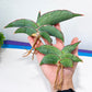 Sansevieria Banana XXL (#H1) | Bird Nest Plants | Rare Imported Plants
