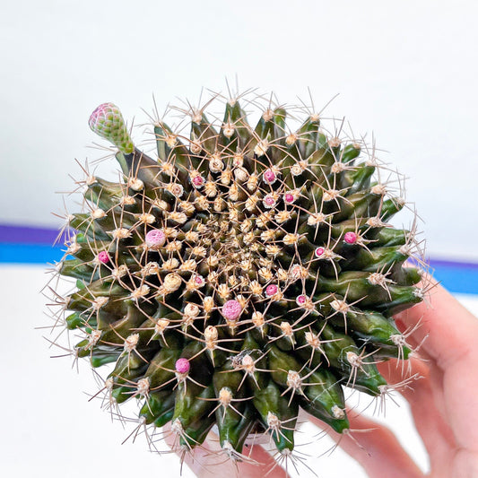 Gymnocalycium Anisitii Var. Cristata Round (#V1) | Rare Import | Easy Care Cactus