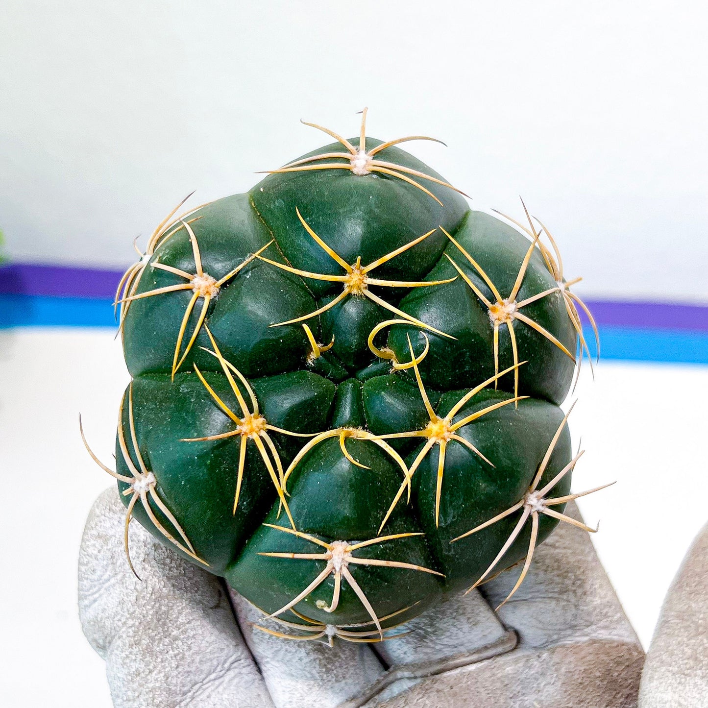 Giant Gymnocalycium Horstii (#V2) | Live cactus | 3.6inch Wide