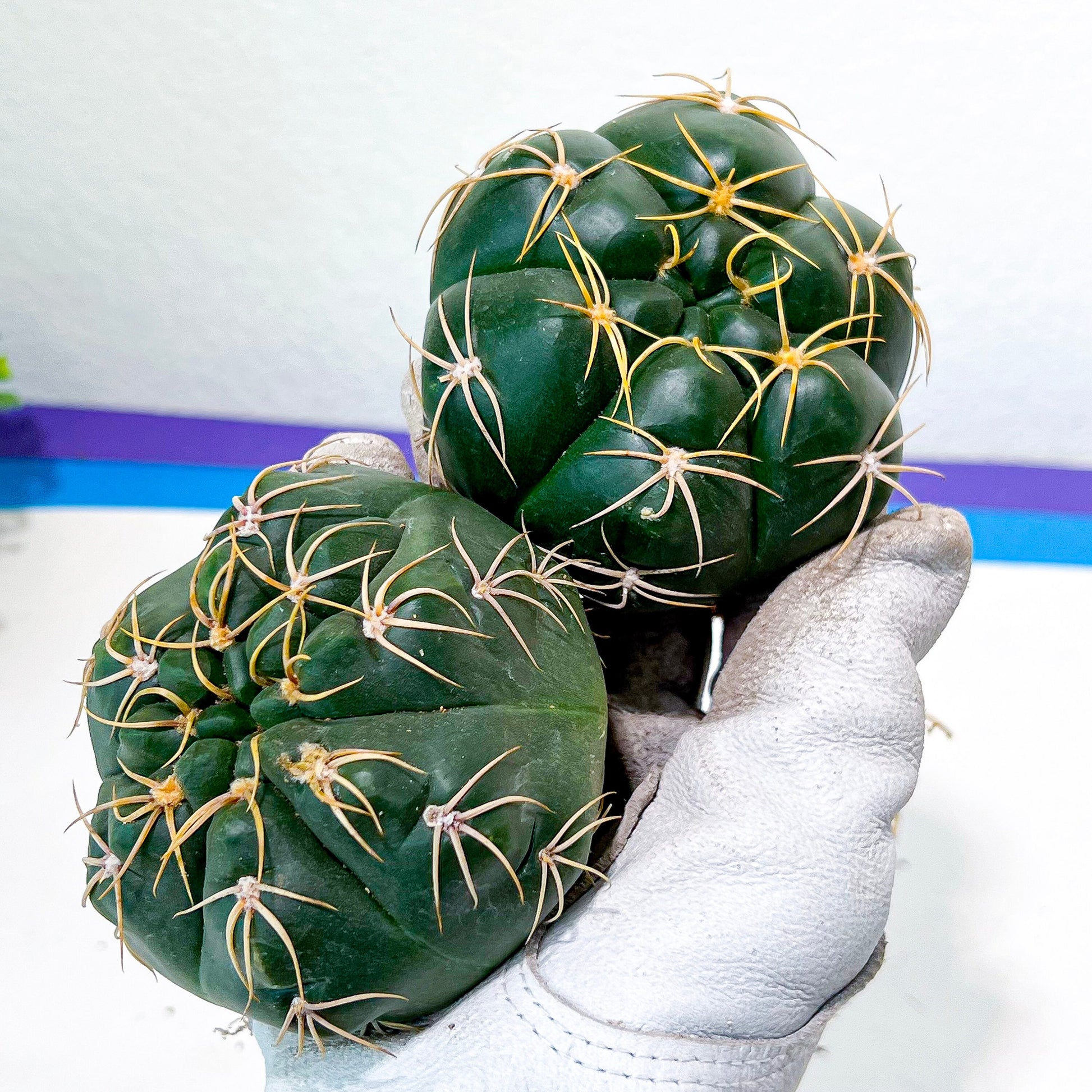 Giant Gymnocalycium Horstii (#V2) | Live cactus | 3.6inch Wide