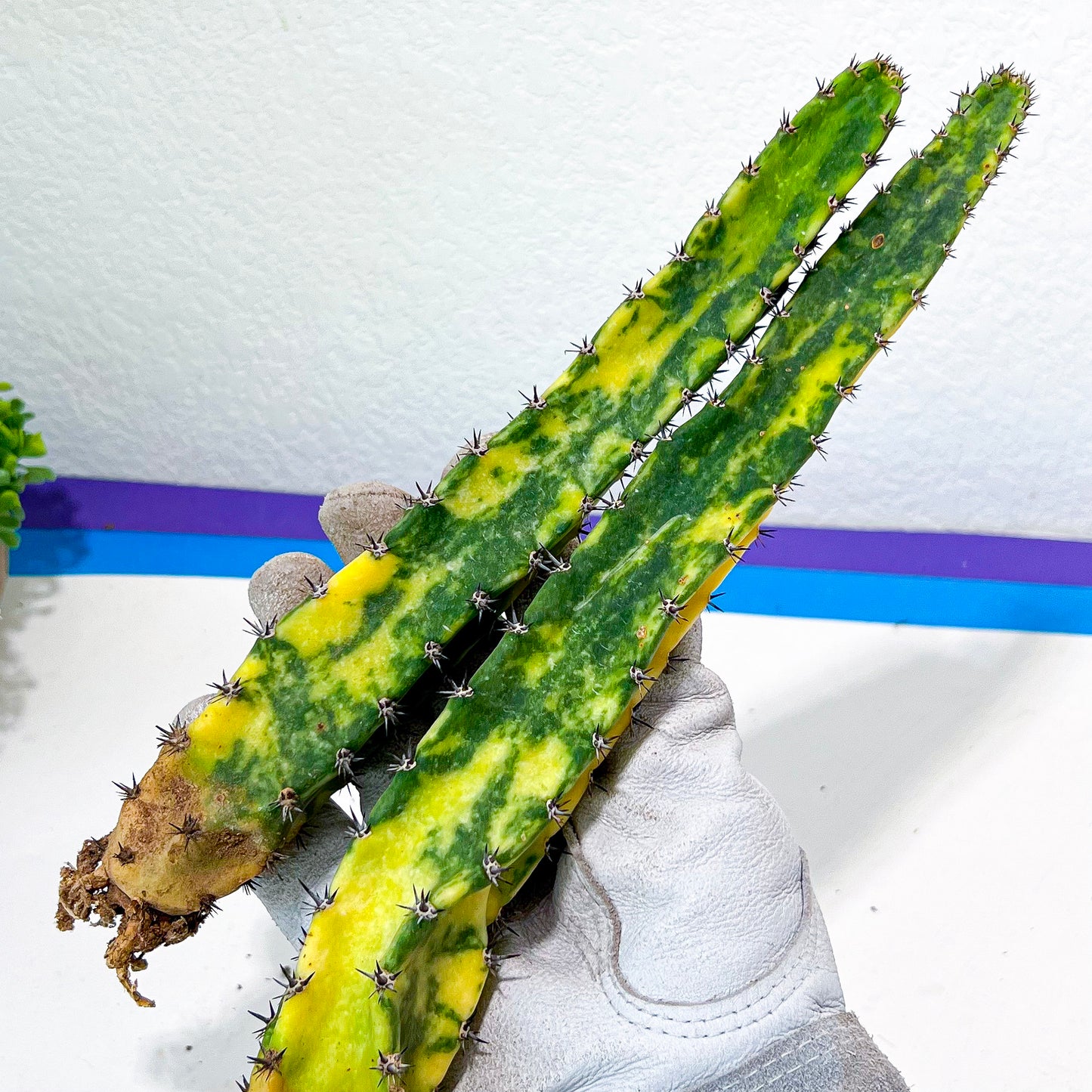 Harrisia Jusbertii Variegated | Rare Cactus | Very Rare Import