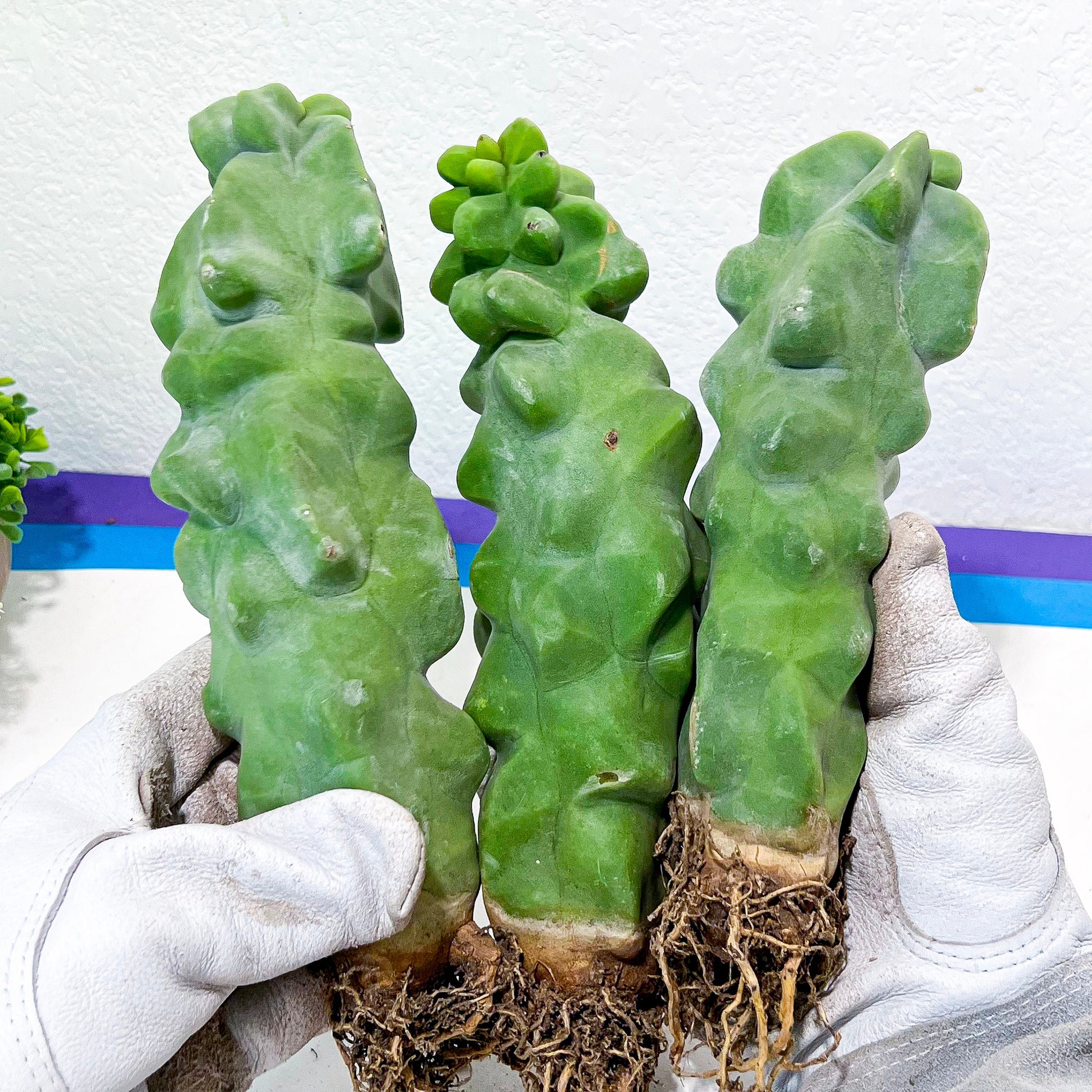 Lophocereus Schottii Monstrose (V1) | Totem Pole Cactus | Mexican Cactus
