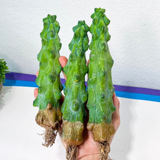 Myrtillocactus Geometrizans Fukurokuryuzinboku (#M1) | Bobbie Cactus | Breast Cactus