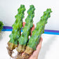 Myrtillocactus Geometrizans Fukurokuryuzinboku (#M1) | Bobbie Cactus | Breast Cactus