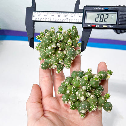 Tephrocactus Rossianus (b) | Imported Cactus