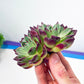 Echeveria Agavoides v Romeo Rubin Hybrid (#V7) | Rare Succulent | Live Succulent Plants | Very Rare Import