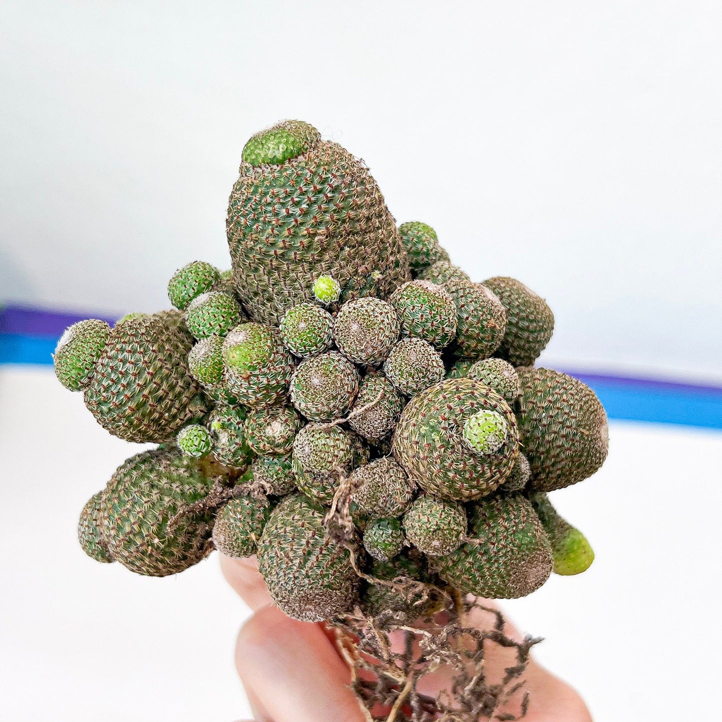 Rebutia Heliosa Cluster (V3) | Clumping Cactus | Rare Cactus | Very Rare Import