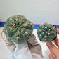 Giant Gymnocalycium Horstii (#V2) | Live cactus | 3.6inch Wide