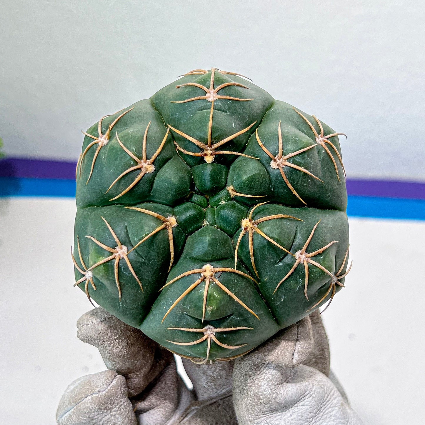 Giant Gymnocalycium Horstii (#V2) | Live cactus | 3.6inch Wide