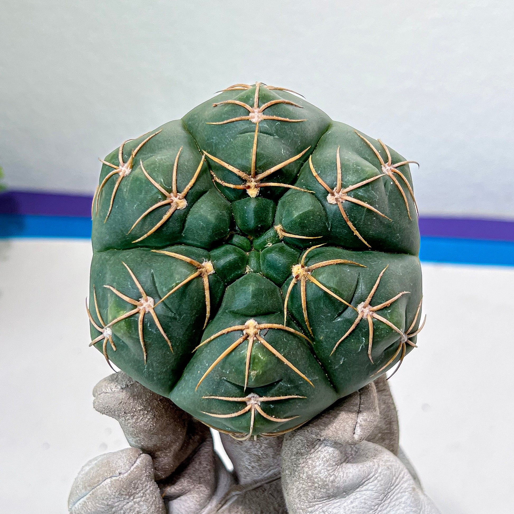 Giant Gymnocalycium Horstii (#V2) | Live cactus | 3.6inch Wide