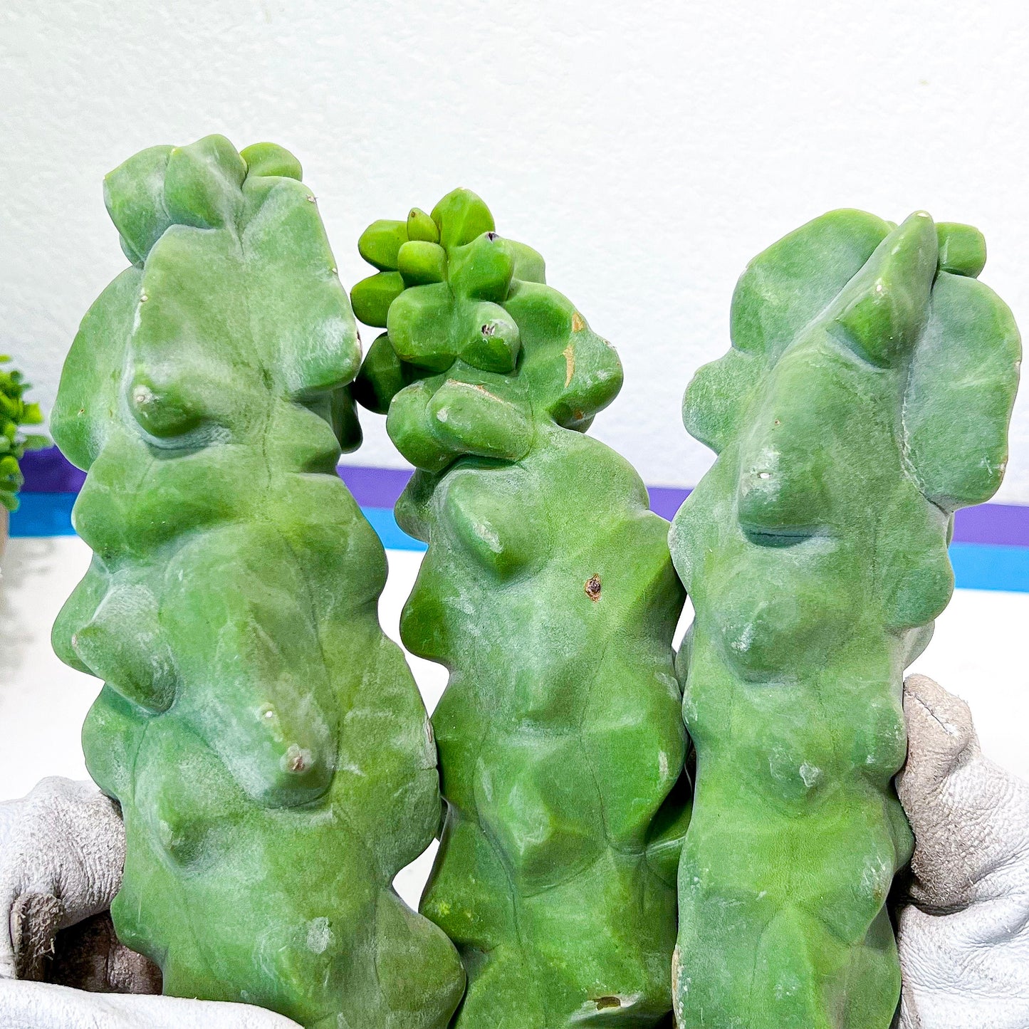 Lophocereus Schottii Monstrose (V1) | Totem Pole Cactus | Mexican Cactus