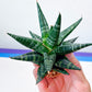 Sansevieria Blorong (#H6) | Rare Imported House Plants | Rare Snake Plant
