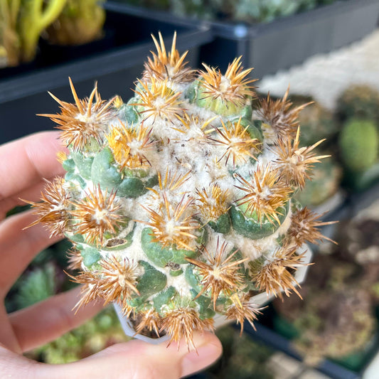 Coryphantha Elephantidens Thorn Crested (#M44) | Clumping Cactus | Very Rare Import