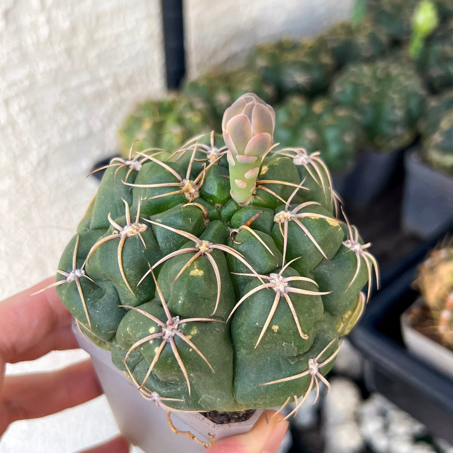 Giant Gymnocalycium Horstii (#V2) | Live cactus | 3.6inch Wide