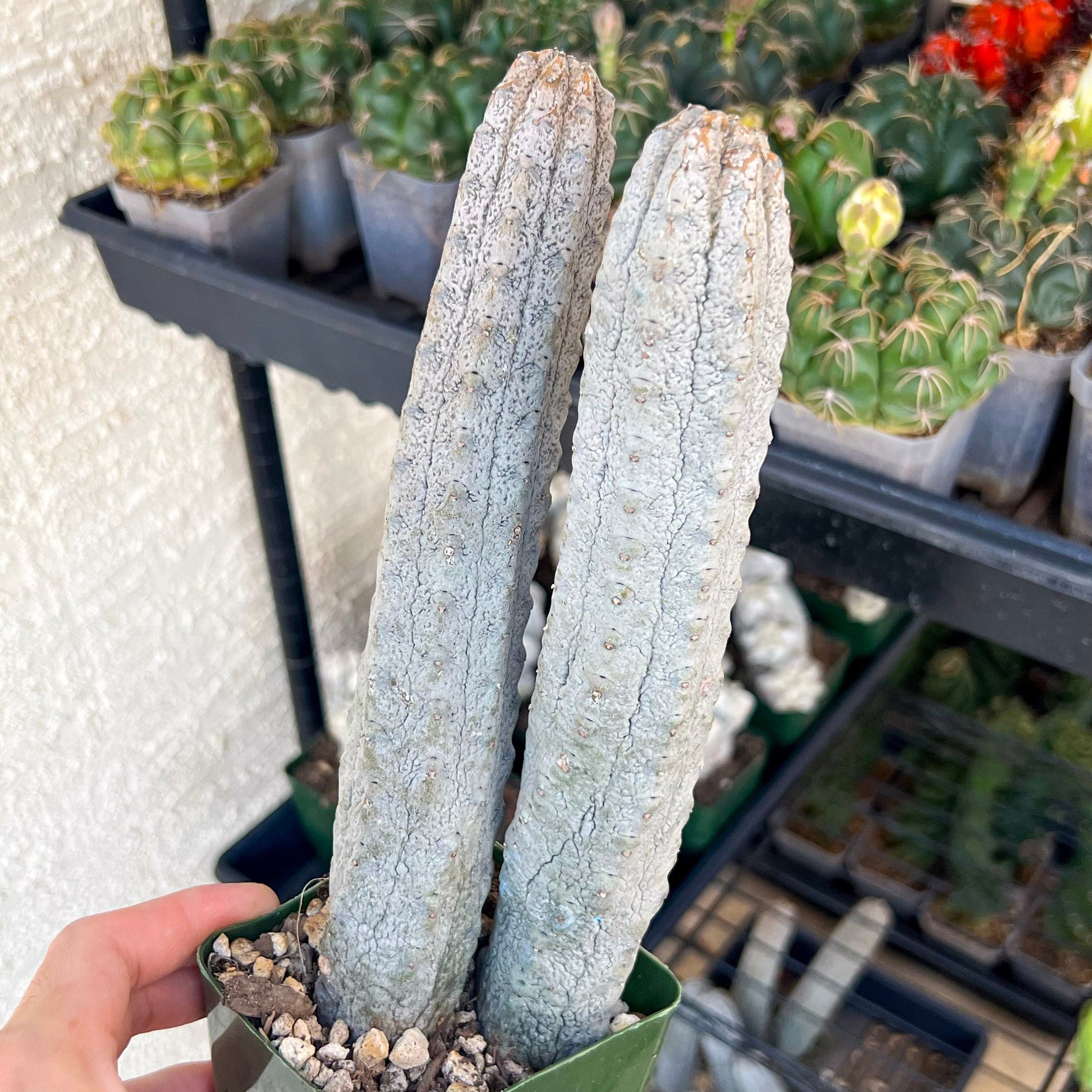 Rare Abdelkuri (#M33) | White Eurphorbia | Ghost Cactus | White Variegated Plants | 7Inch+