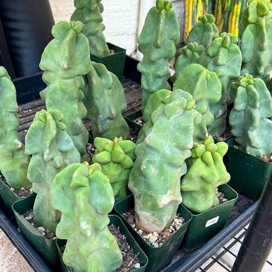 Lophocereus Schottii Monstrose (V1) | Totem Pole Cactus | Mexican Cactus