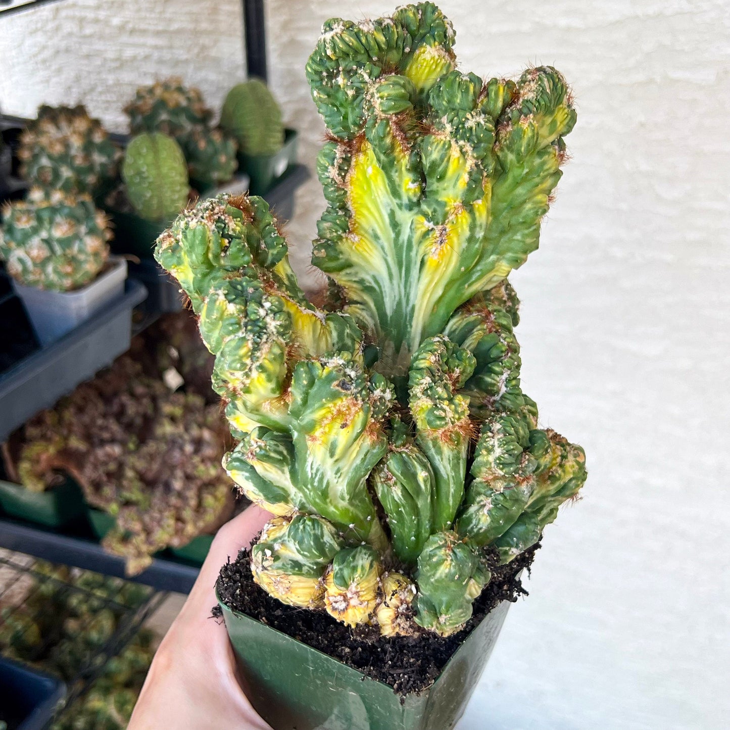 Cereus Forbesii Monstrose Variegated | Rare Imported Cactus | Variegated Cactus