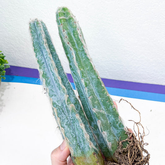 Pilosocereus Pachycladus (#V9) | Hairy Blue Candle Cactus | Hairy Cactus | 8Inch+ Tall