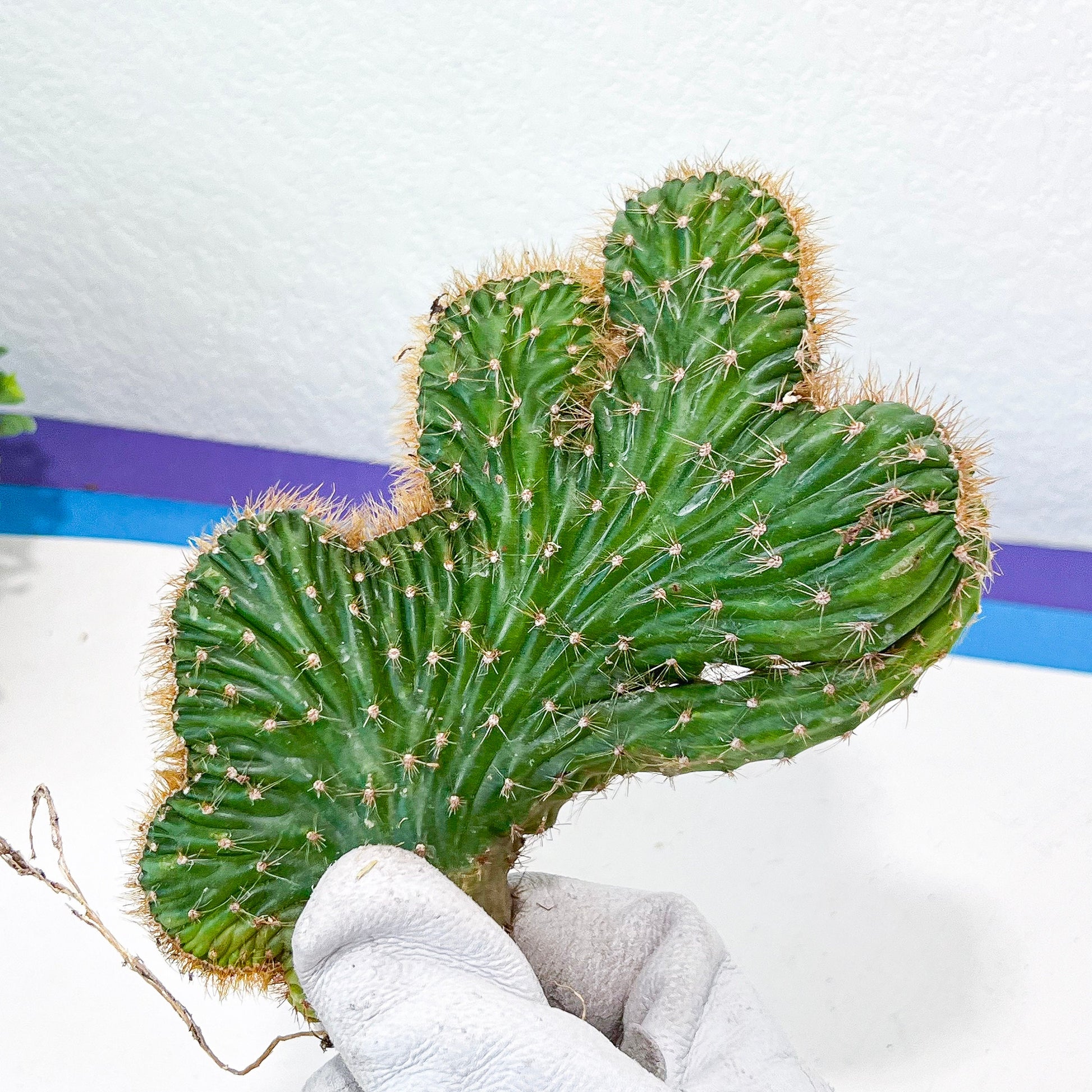 Lemaireocereus Stellatus f. Cristata (#M4) | Rare Succulents | Indoor Cactus