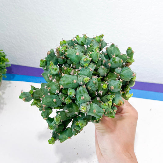 Large Euphorbia Clivicola (#M4) | Indoor Cactus | Grafted