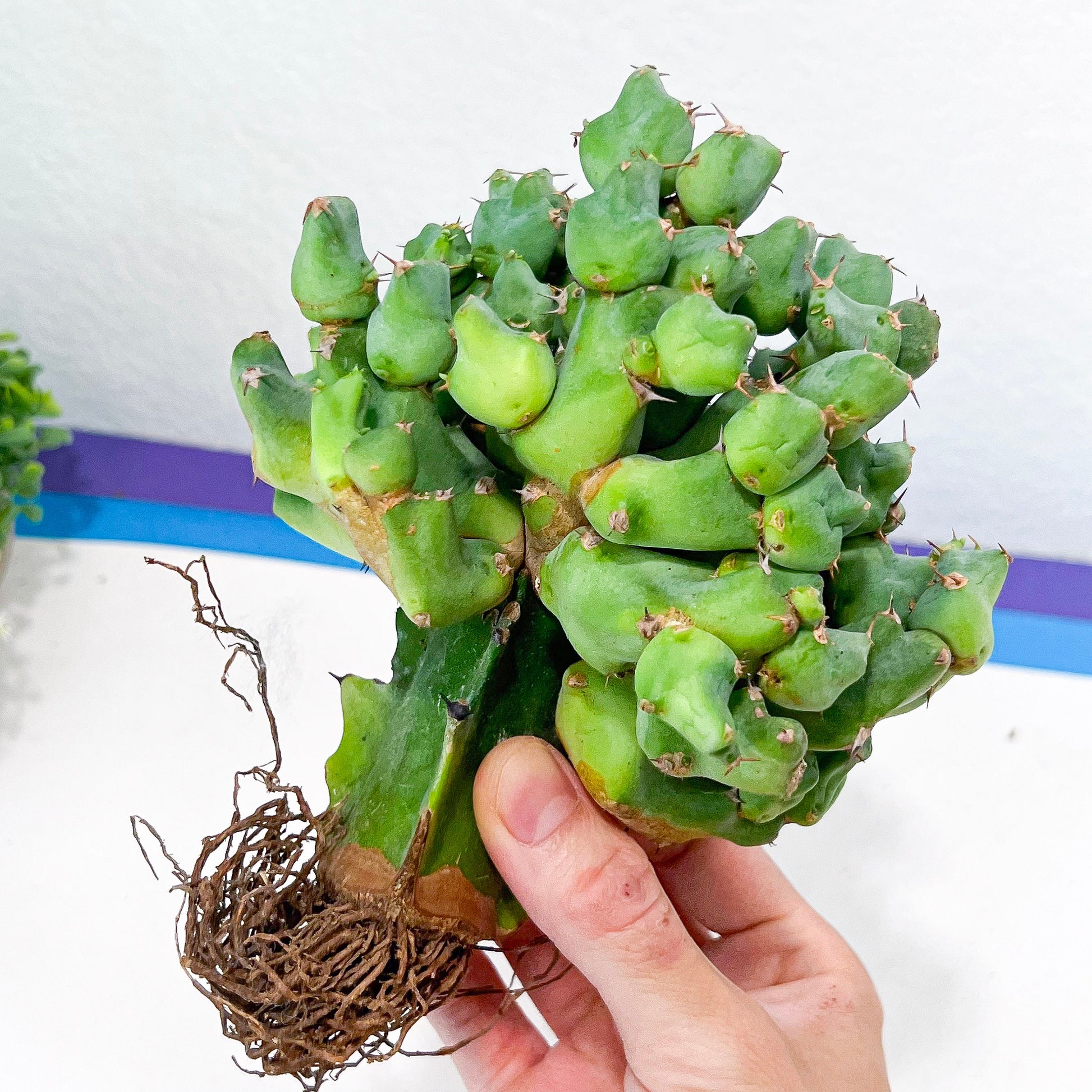 Grafted Clivicola Cluster (#M4) | Indoor Cactus | Grafted